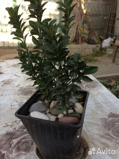 Цветы домашние в горшках