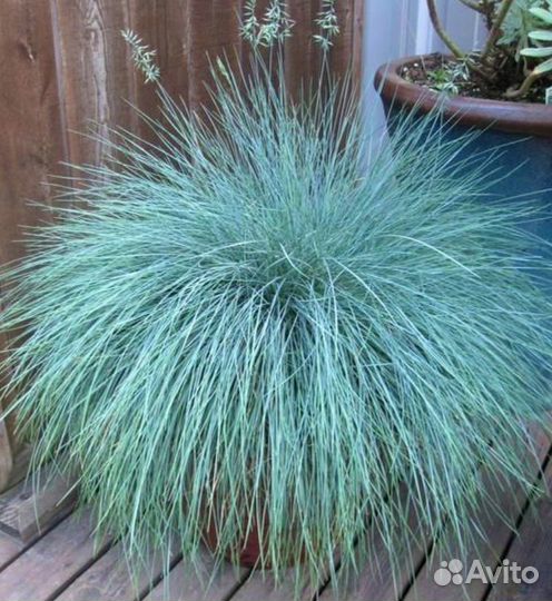 Семена многолетних цветов и кустарников