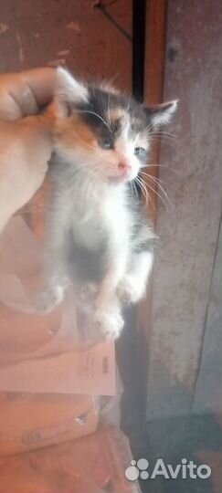 Котята отдам в добрые руки бесплатно