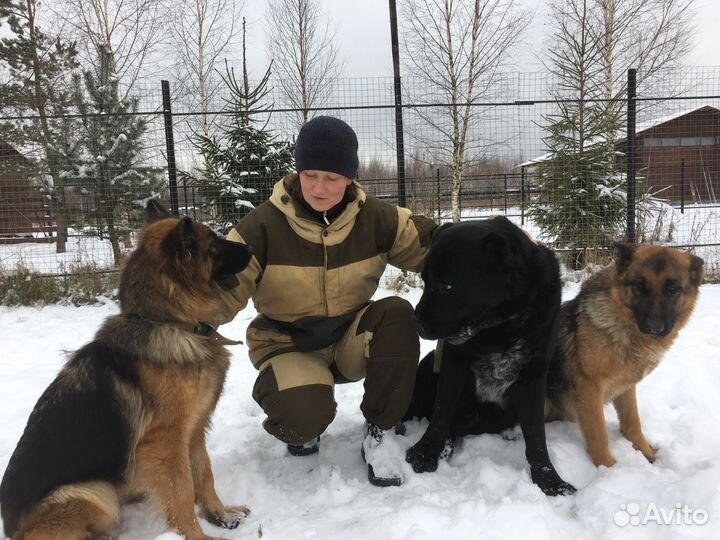 Дрессировка собак, гостиница