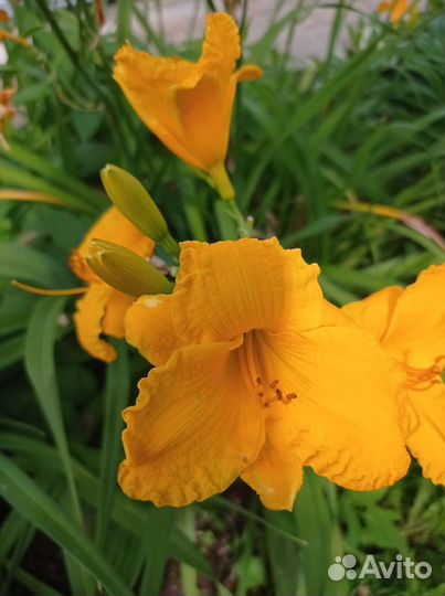 Лилейники сортовые