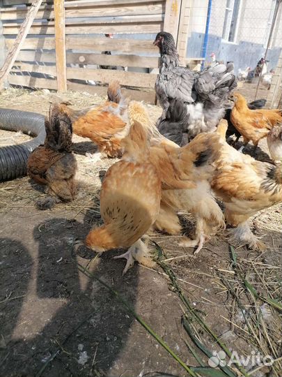 Цыплята, гуси, брама