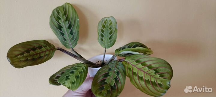 Калатея, маранта