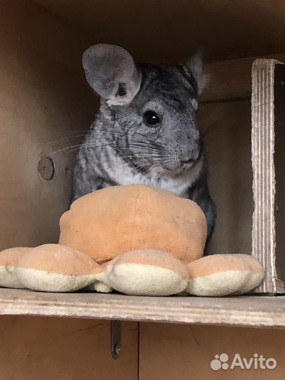 Шиншилла с клеткой