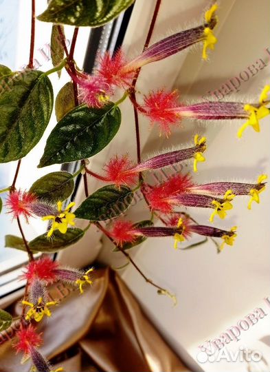 Комнатные цветы