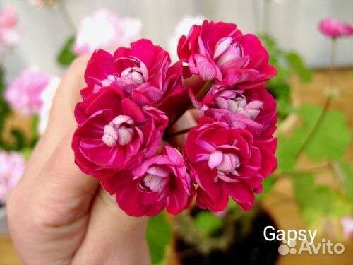 Сортовые Пеларгонии