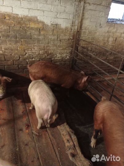 Хряк на племя