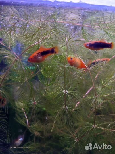 Акваримные рыбки