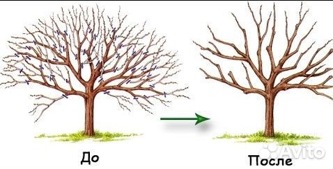 Сезонная обрезка и спил деревьев