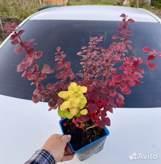 Барбарис Мiх