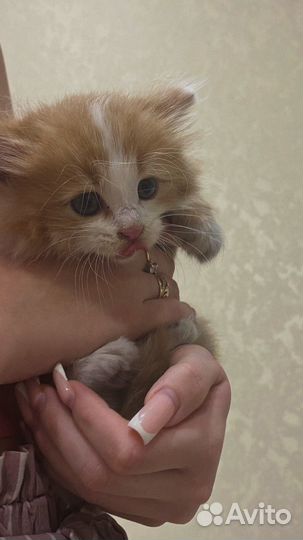 Котенок пушистый