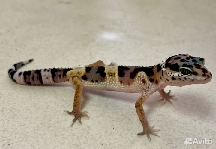 Геккон эублефар