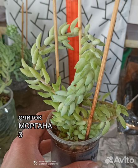 Очитки Моргана, Буритто