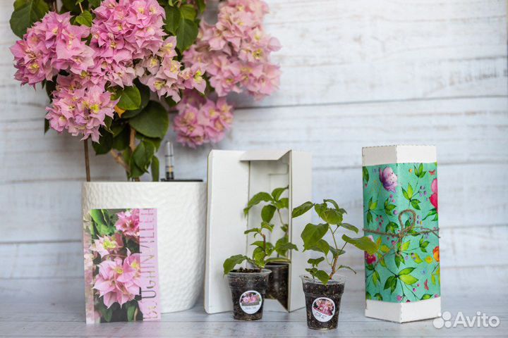 Бугенвиллия Double Pink