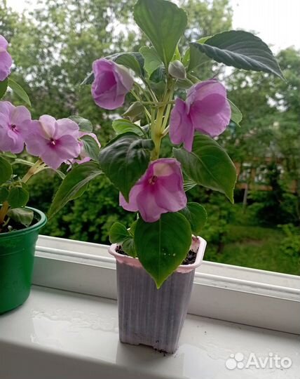 Бальзамин ванька мокрый