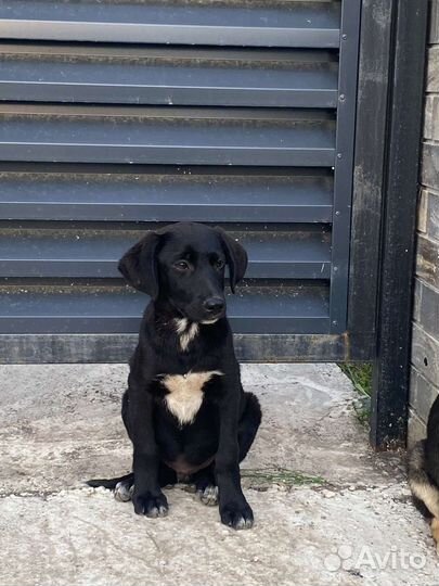 Щенки бесплатно в добрые ручки