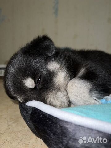 санкт петербург лайка