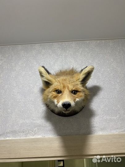 Чучело лисы