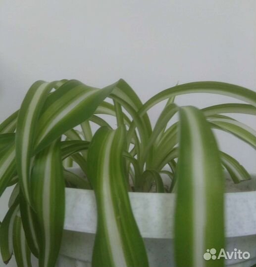 Хлорофитум кудрявый Каланхоэ лечебный