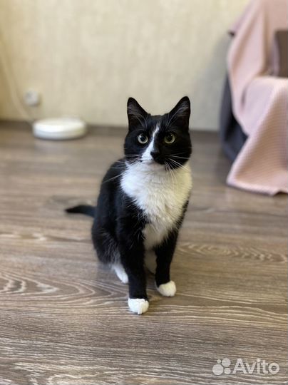 Кот Мышонок