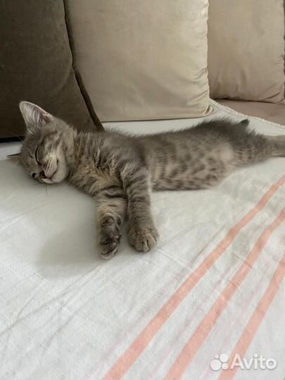 Котенок-мальчик