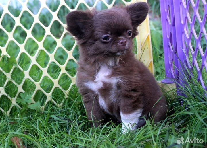 Шоколадная Леди