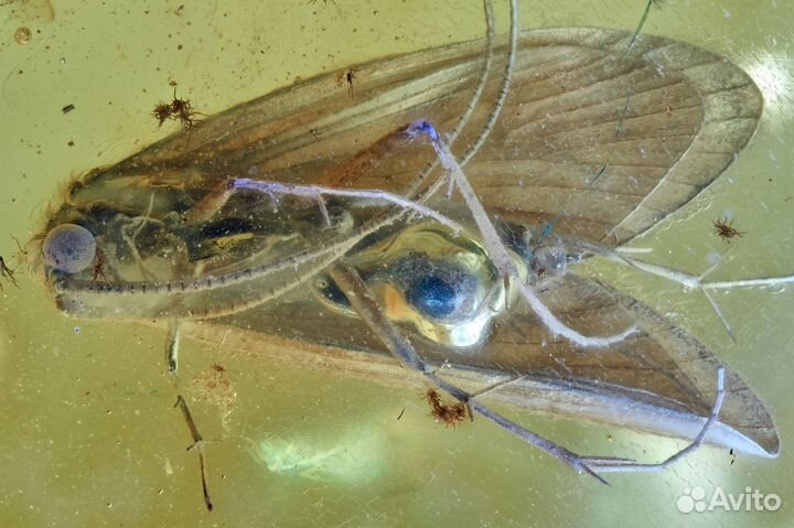 Натуральный балтийский янтарь с включением ручейни