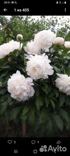 Калина бульдонеж