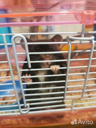 Хомяк с клеткой