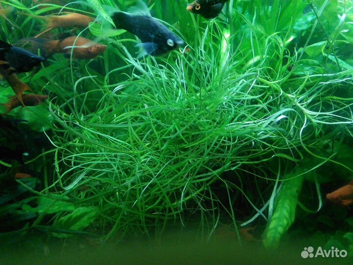 Аквариумные растения