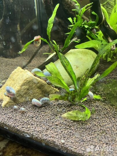 Улитка голубая катушка