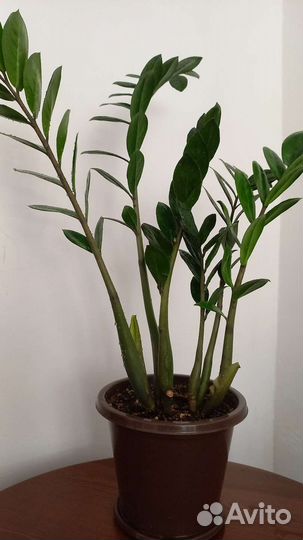 Замиокулькас