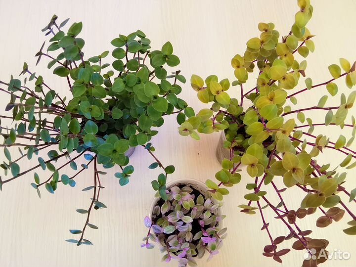 Каллизия Розовая Пантера, Бьянка,Голд, Элеганс, др