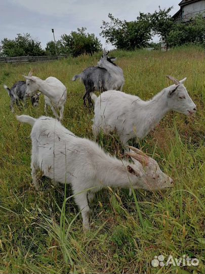 Козлики, козочки