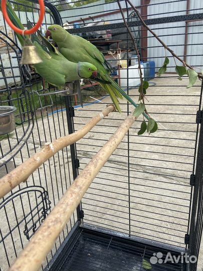 Ожереловые попугаи пара