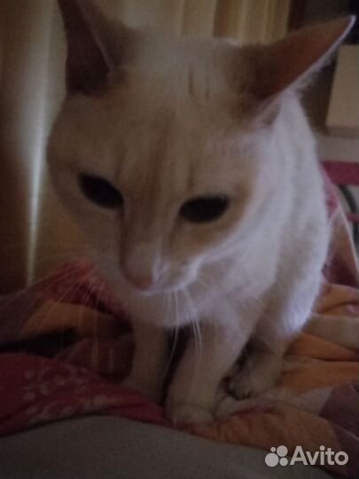 Кошка