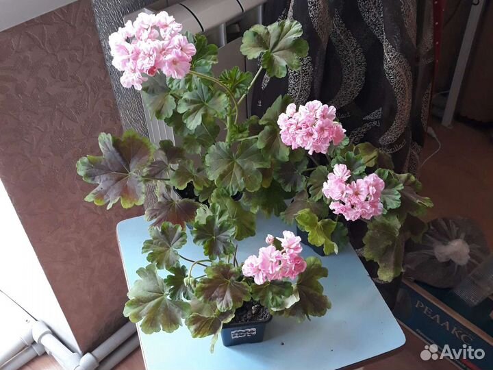 Пеларгония герань