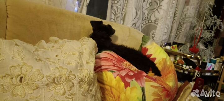 Цвергшнауцер черная девочка 5 месяцев