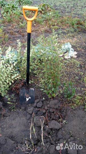 Кизильник блестящий