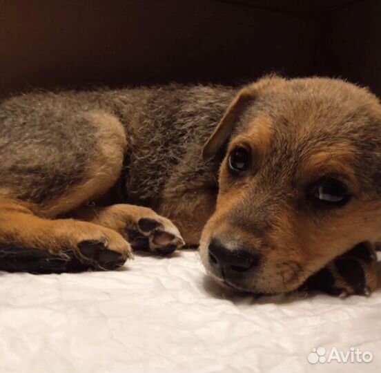 Верный друг