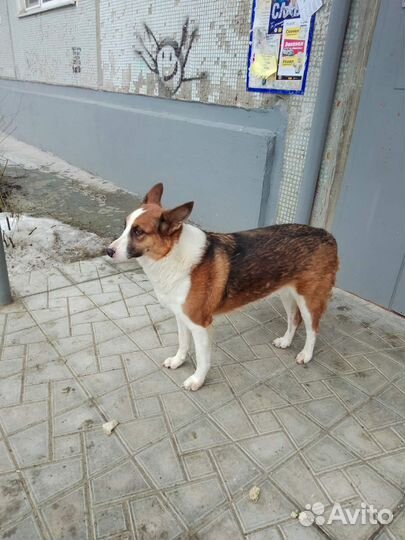 Милая собачка