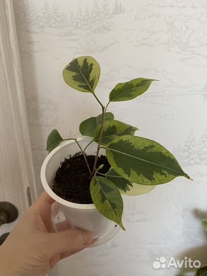 Фикусы разных сортов