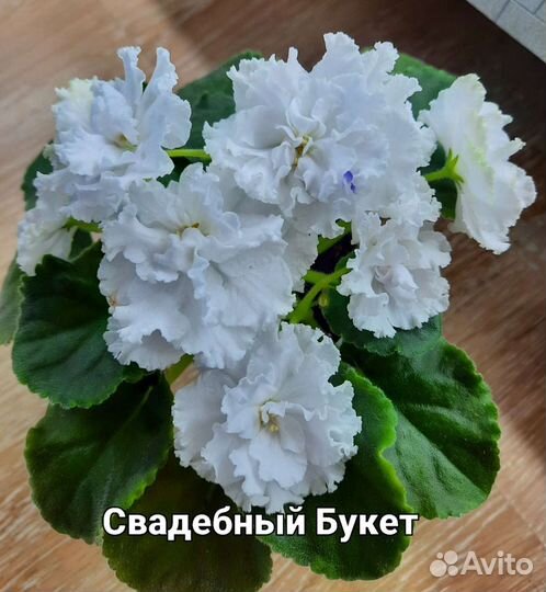 Сортовые фиалки