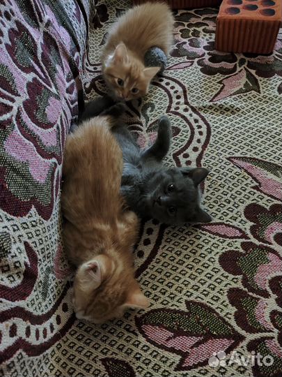 Кошка в дар бесплатно