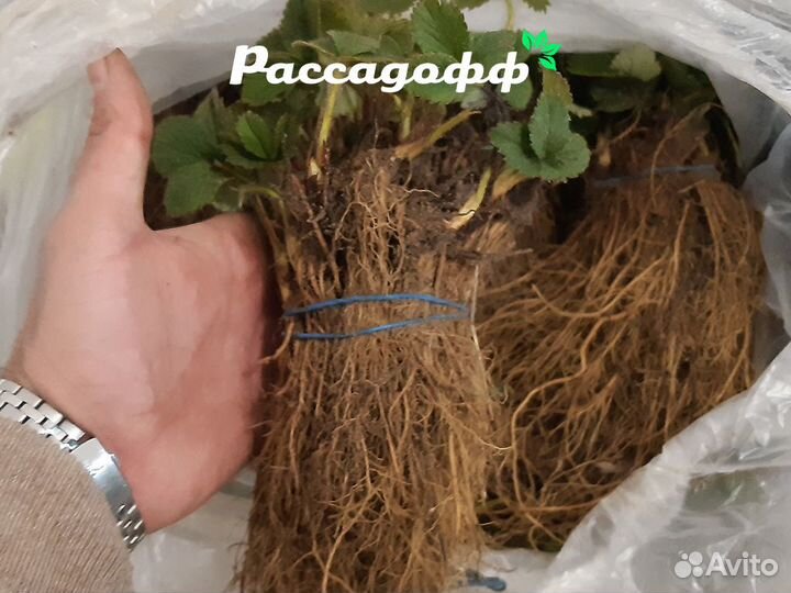 Рассада клубники. Для теплиц и гидропоники