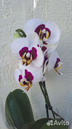 Орхидея фаленопсис биг лип