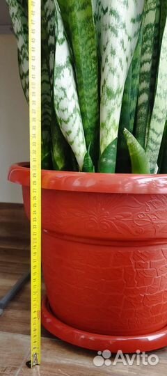 Сансевиерия (сансевьера), 158см