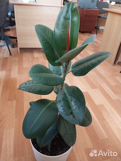 Продам фикус Эластика Рабуста