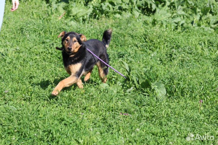 Собака в добрые руки