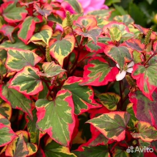 Хауттюйния сердцевидная Хамелеон